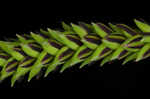 Twisted sedge